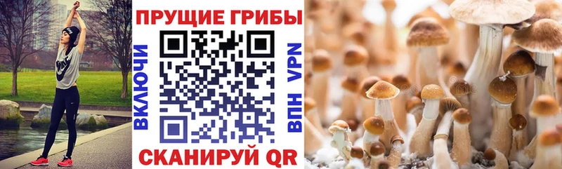 Псилоцибиновые грибы мицелий  Электросталь 
